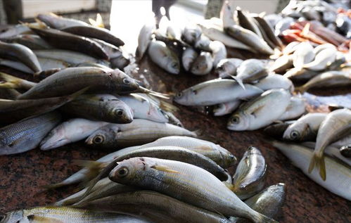 豬價重挫引發連鎖反應 豬肉、雞蛋、魚價齊跌，農產品市場迎來調整期